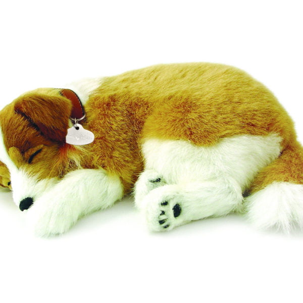 Collie