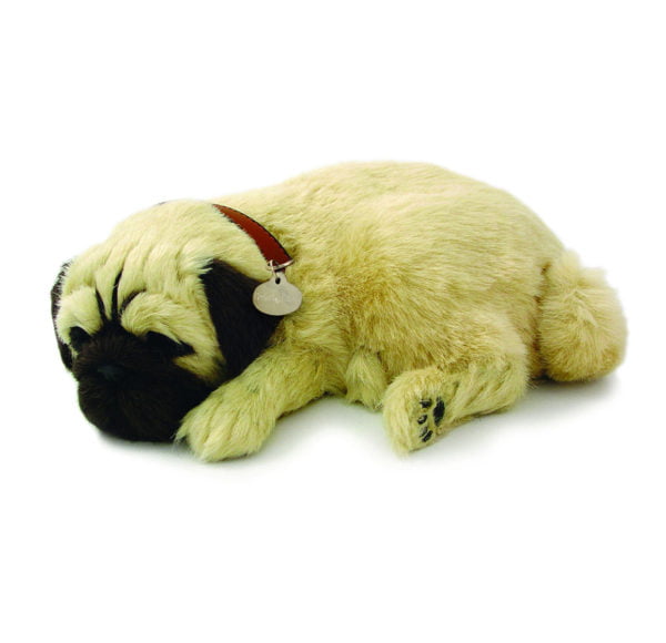 Pug
