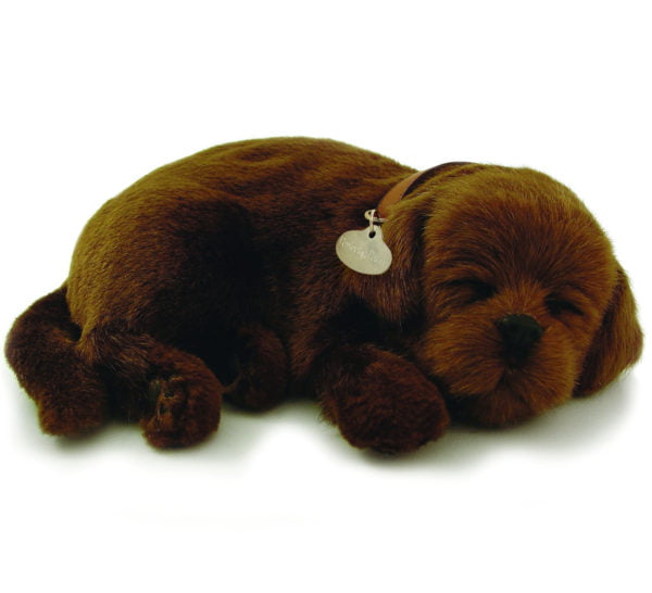 Chocolate Lab