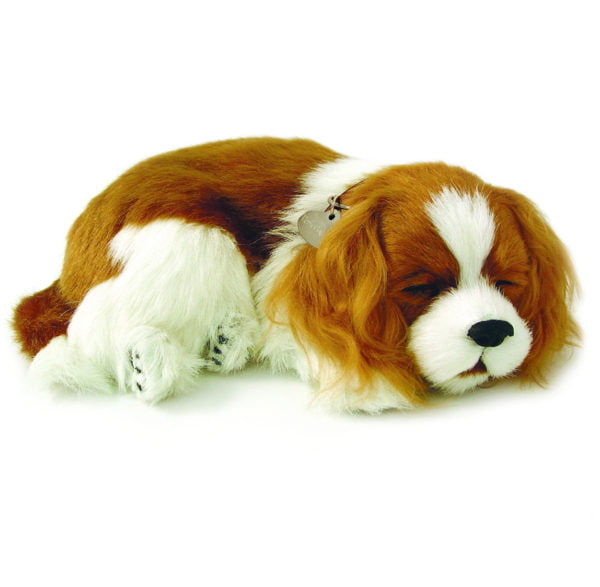 Cavalier King Charles