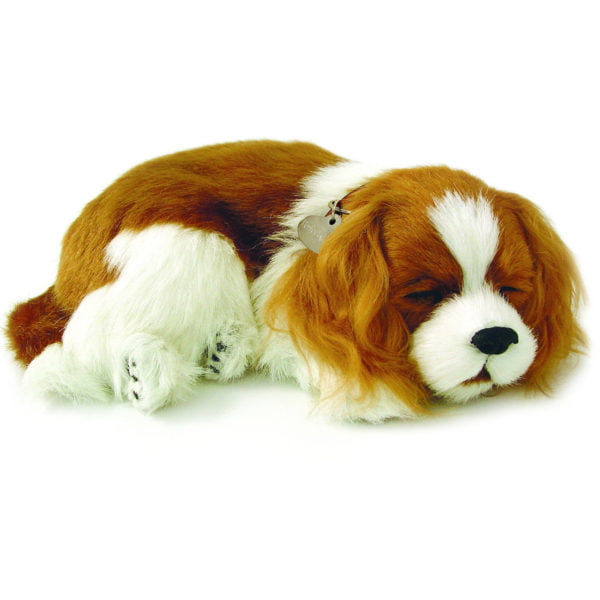 Cavalier King Charles