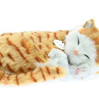 Orange Tabby
