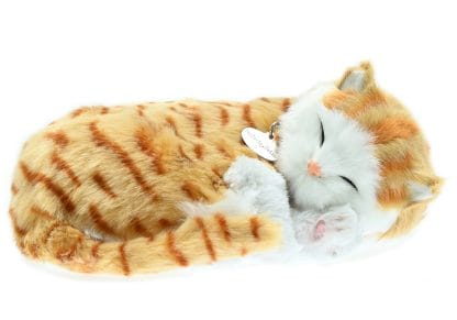 Orange Tabby