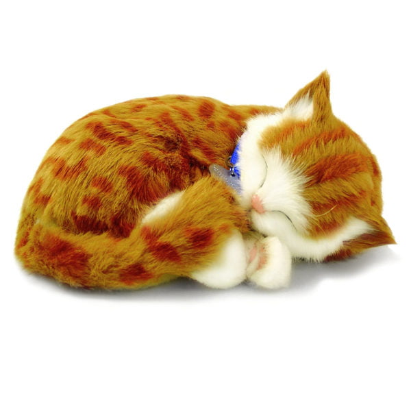 Orange Tabby