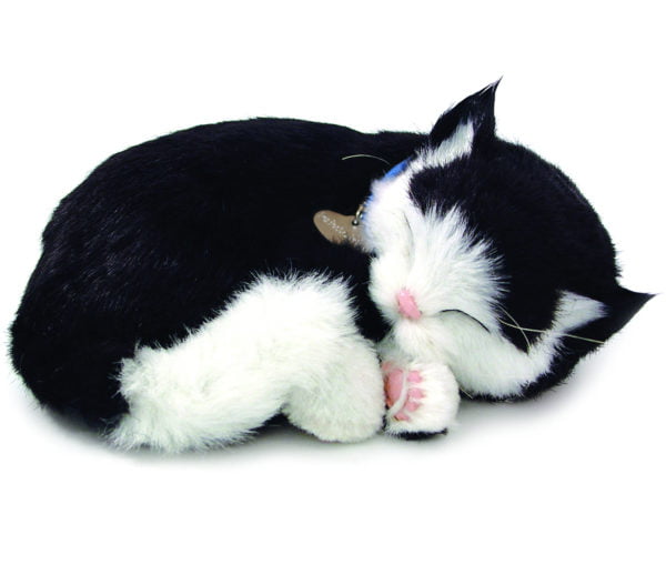 Black&White Shorthair Kitten