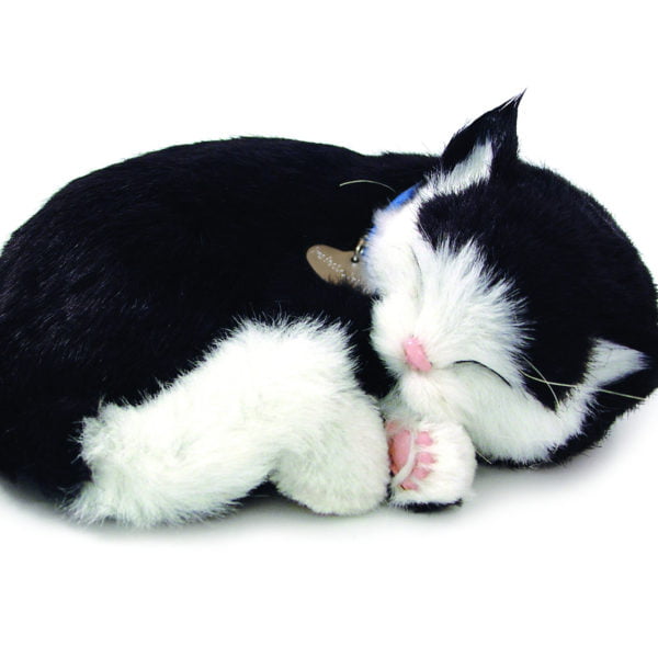 Black&White Shorthair Kitten