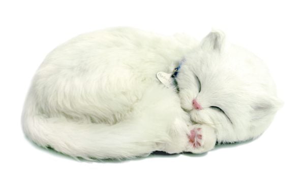 White Shorthair Kitten