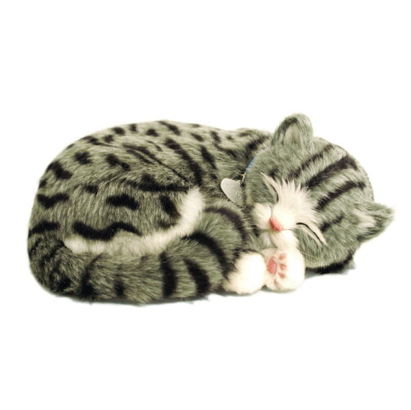 Grey Tabby