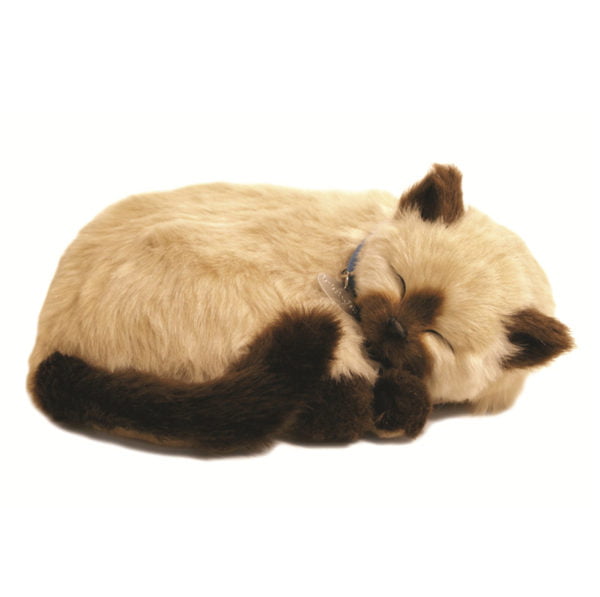 Tan Siamese