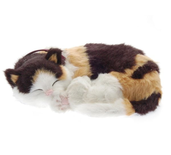 Calico Cat