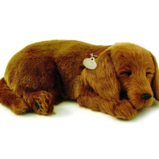 Dachshund