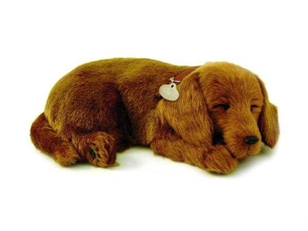 Dachshund