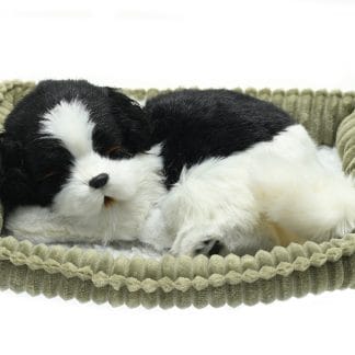 Border Collie Wag Tail
