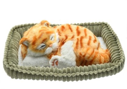 Orange Tabby Wag Tail